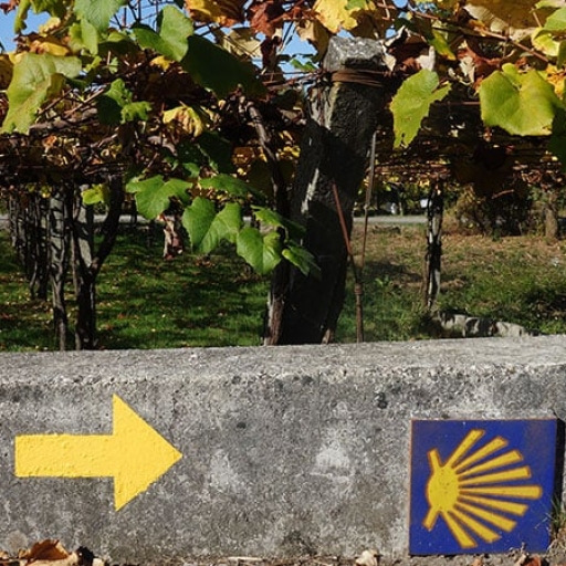 Relish the Journey: Wine Routes on the Camino Francés