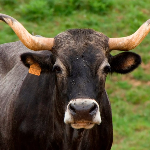 Les vaches de Cantabrie
