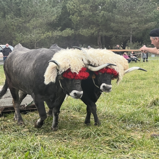 Tirage de bœufs