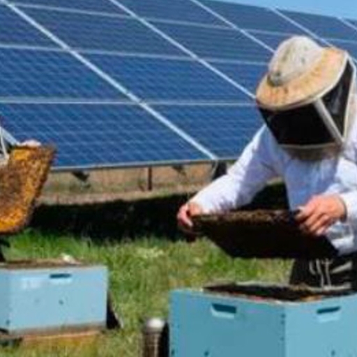 Explotaciones Apícolas Campo y Miel: Abejas y Energía Solar
